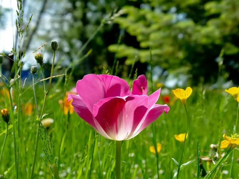 Pink Tulip in Field — Serene