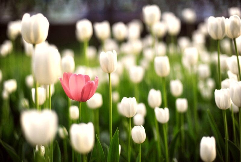 Pink Tulip in Field — White