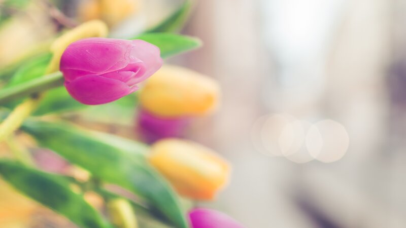 Pink Tulip in Focus — Serene, Spring, Photograph