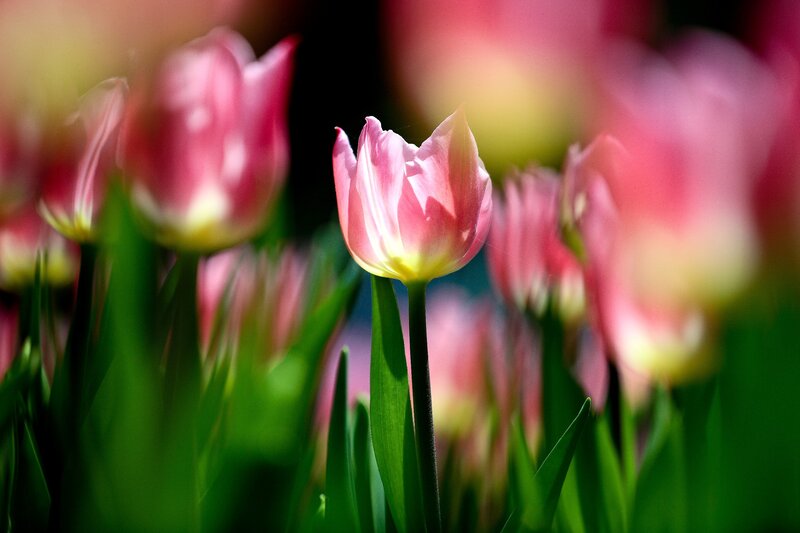 Pink Tulip in Focus — Serene, Spring, Photograph, Tulips