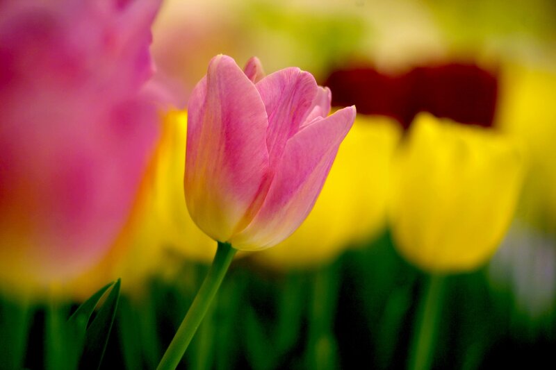 Pink Tulip in Focus — Serene, Spring, Photograph, Yellow Flowers