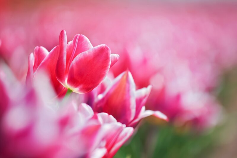 Pink Tulip in Focus — Serene, Spring