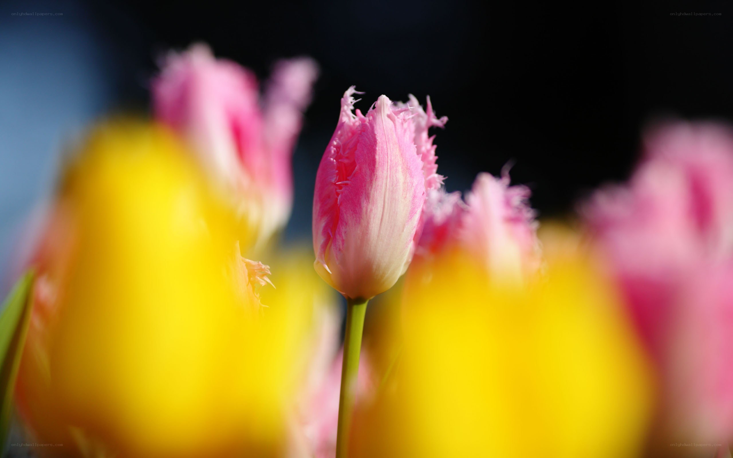 Pink tulip in focus