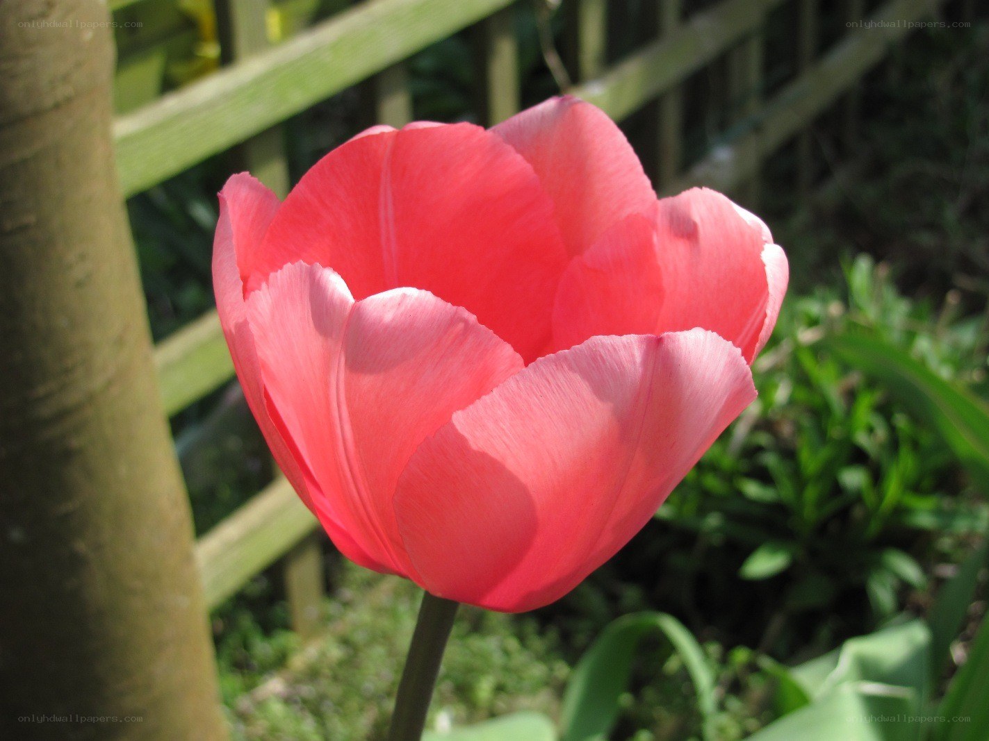 Pink tulip in garden