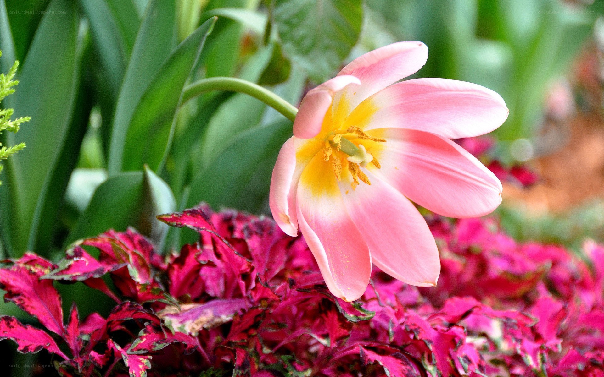 Pink tulip in garden