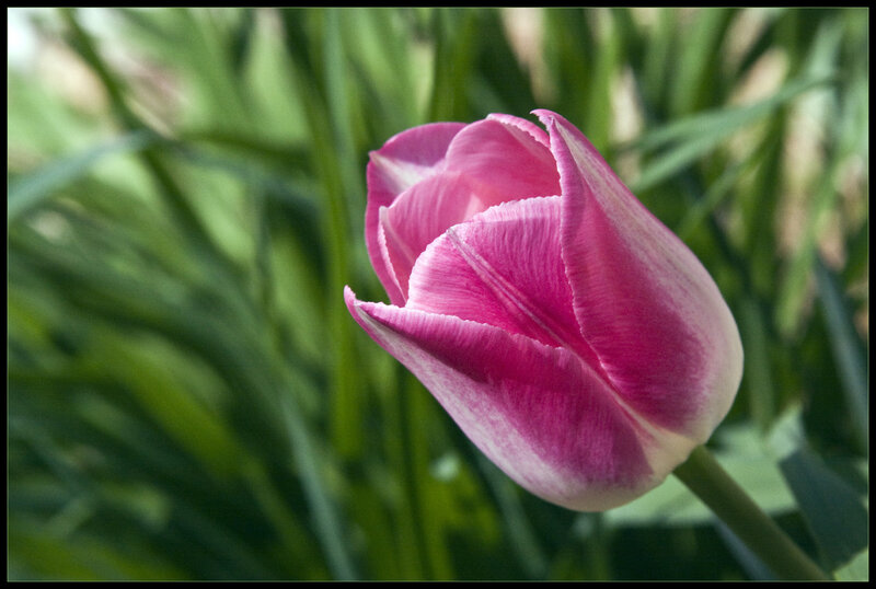 Pink tulip in garden