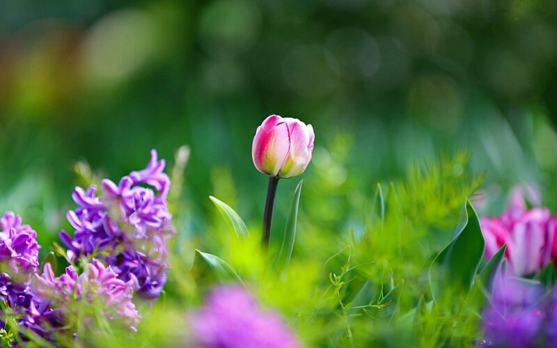 Pink Tulip in Garden — Green