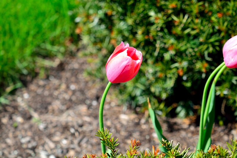 Pink Tulip in Garden — Serene