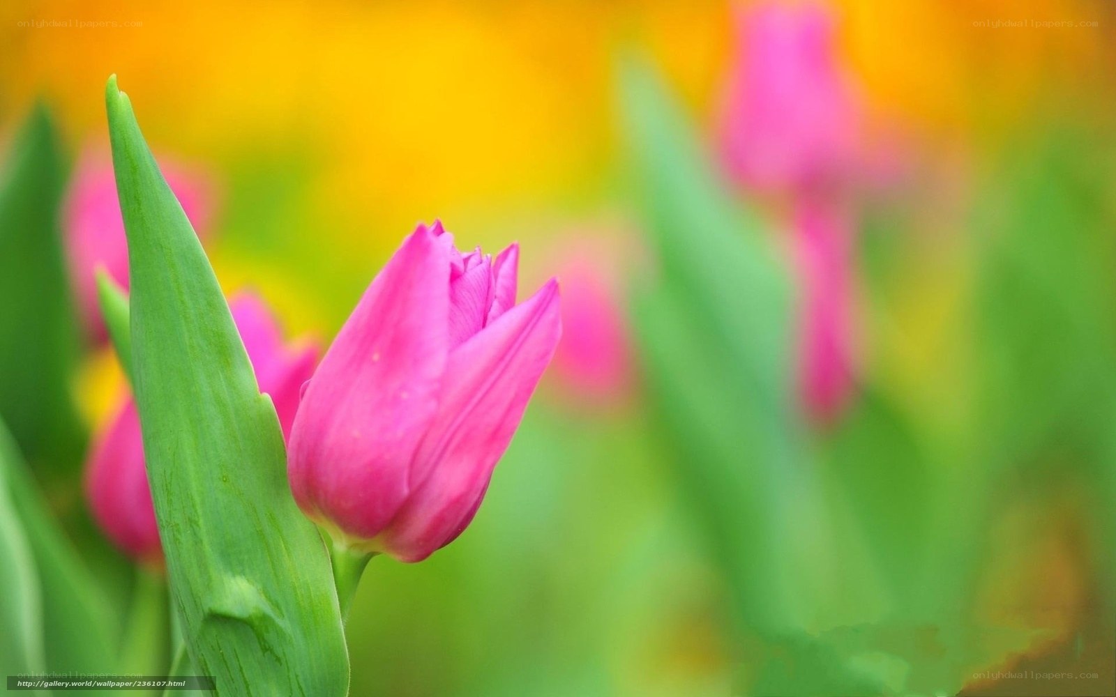 Pink tulip in garden