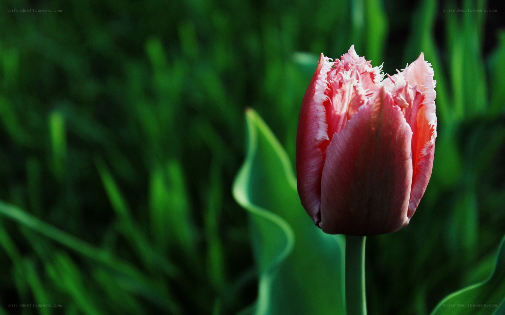 Pink tulip in green garden