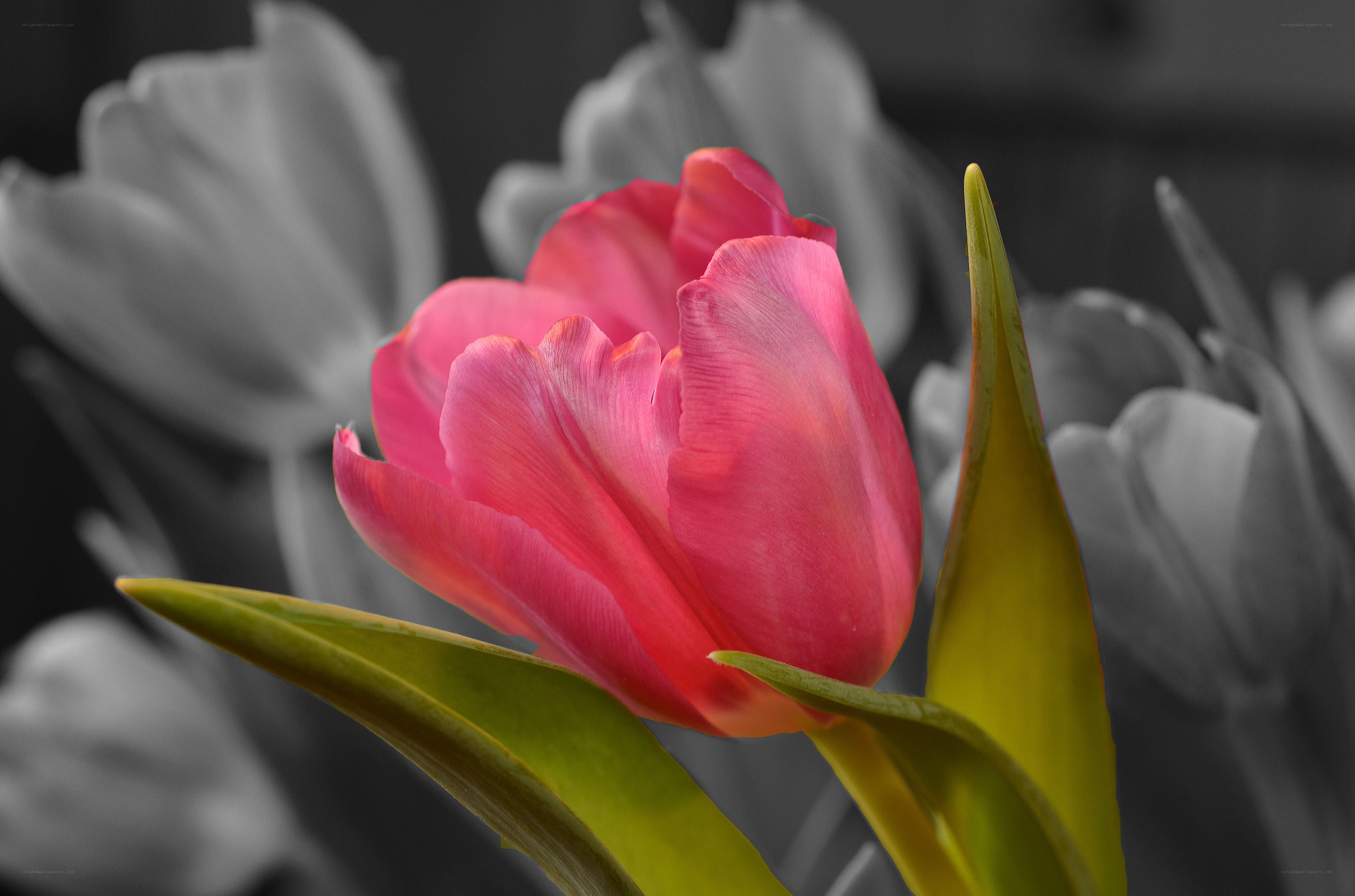 Pink tulip in monochrome