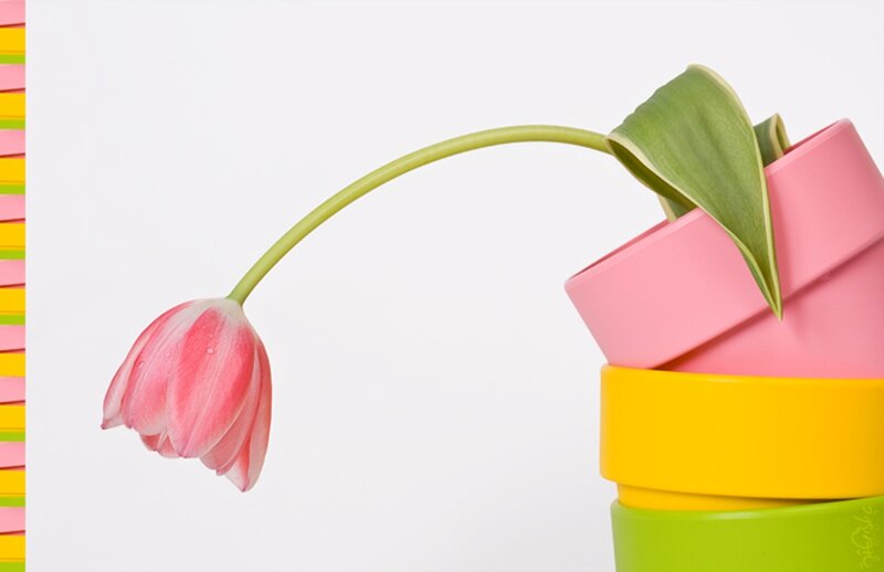 Pink Tulip in Pots
