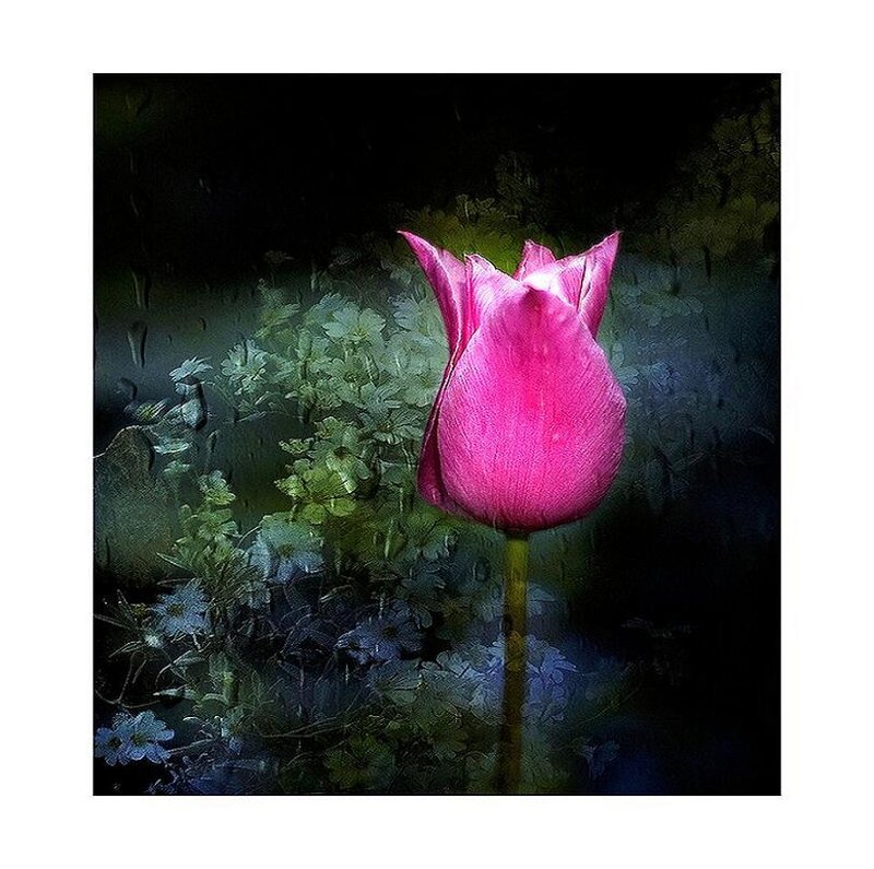 Pink tulip in rain