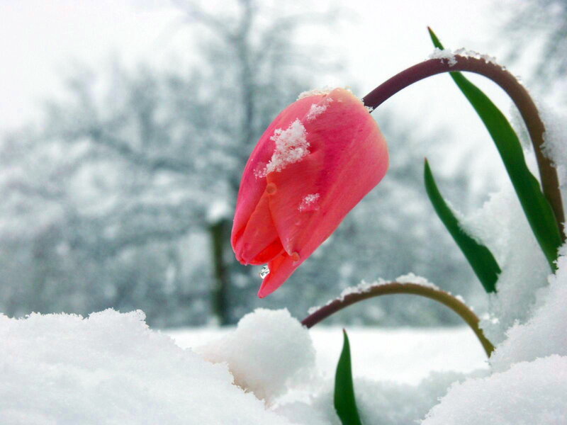 Pink Tulip in Snow — Serene