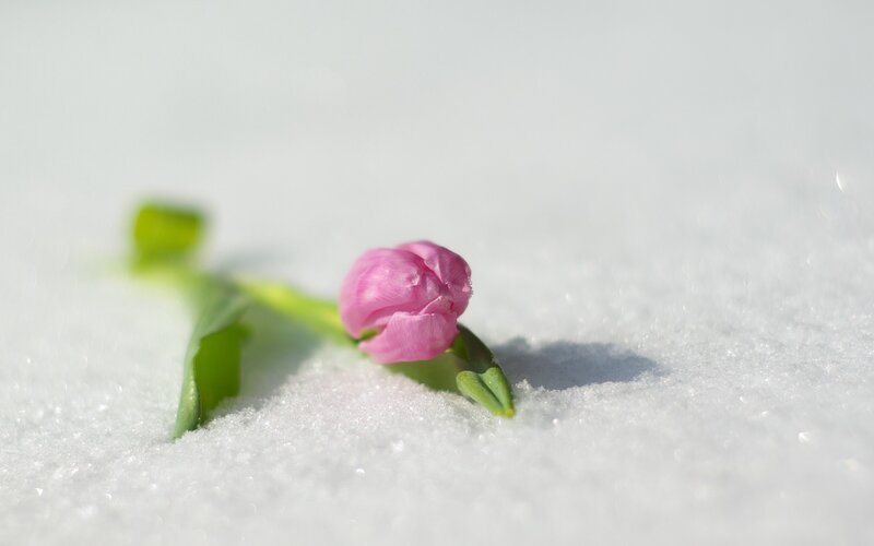 Pink Tulip in Snow — White