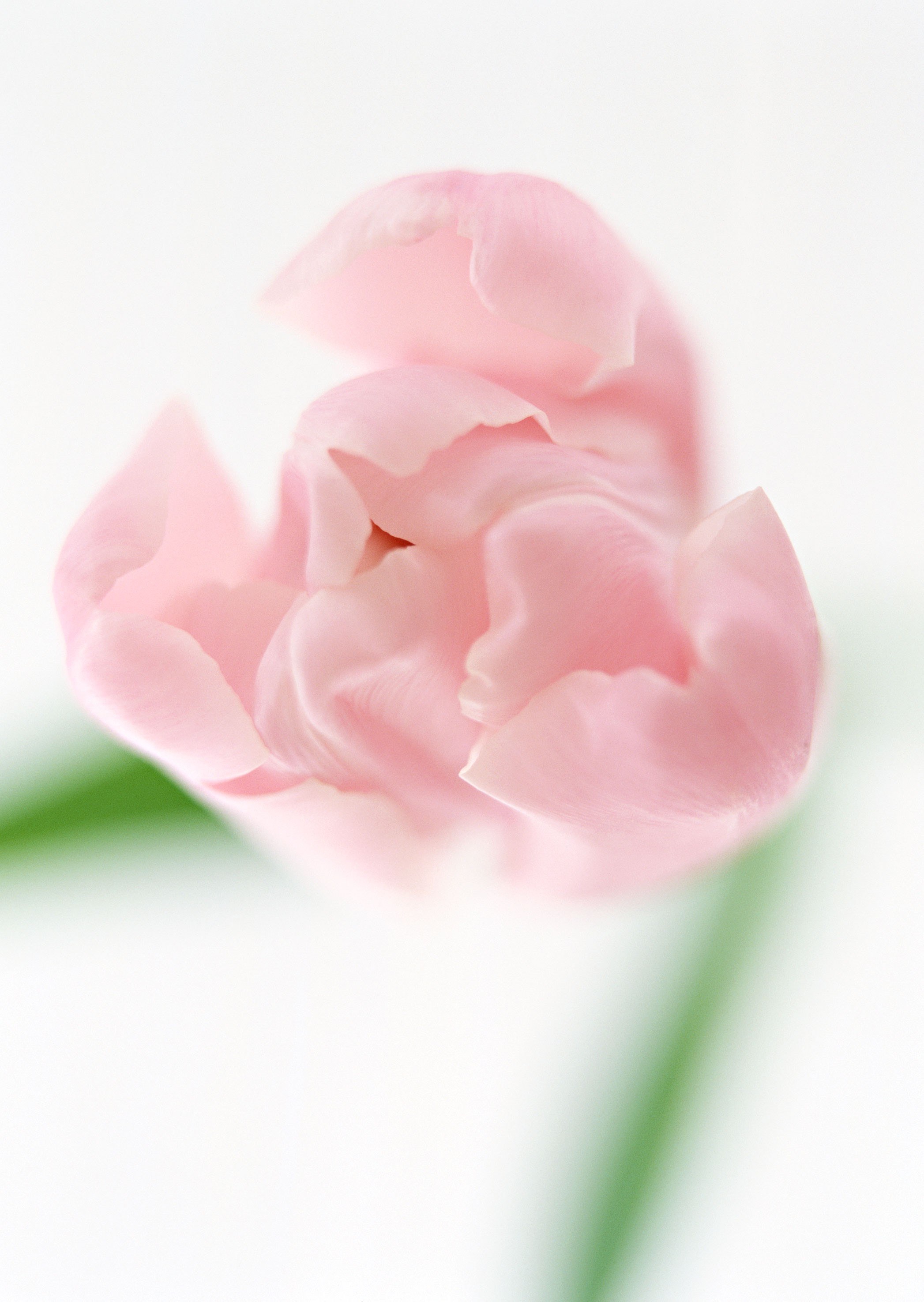 Pink tulip in soft focus