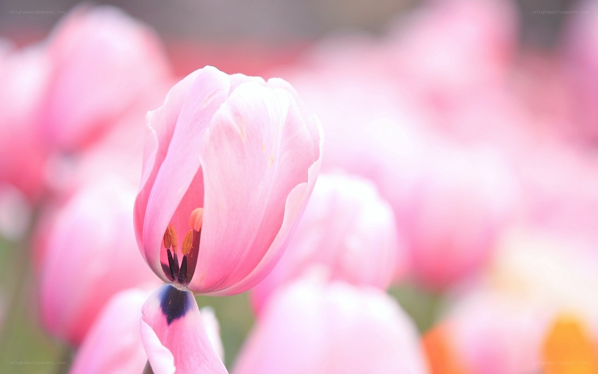 Pink tulip in soft focus