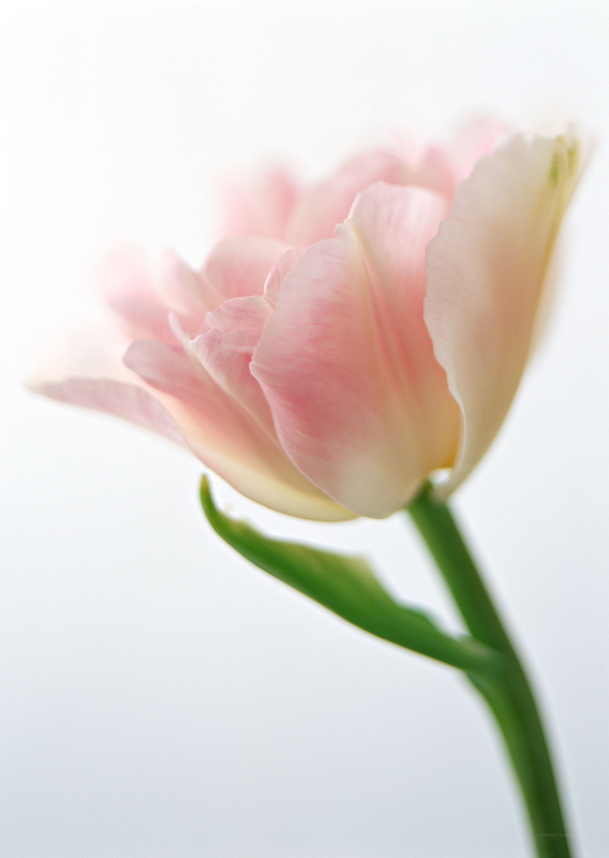 Pink tulip in soft light