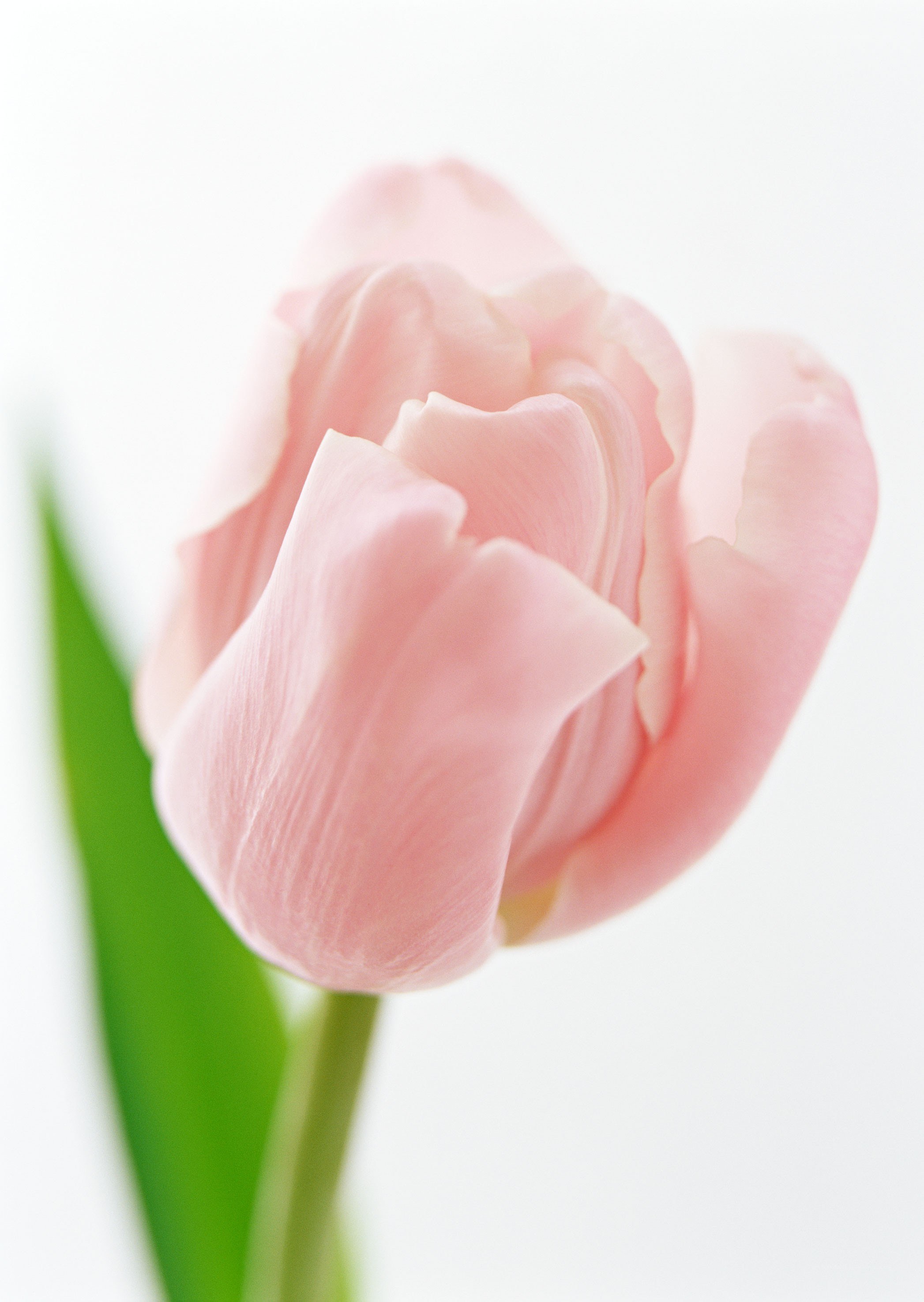 Pink tulip in soft light