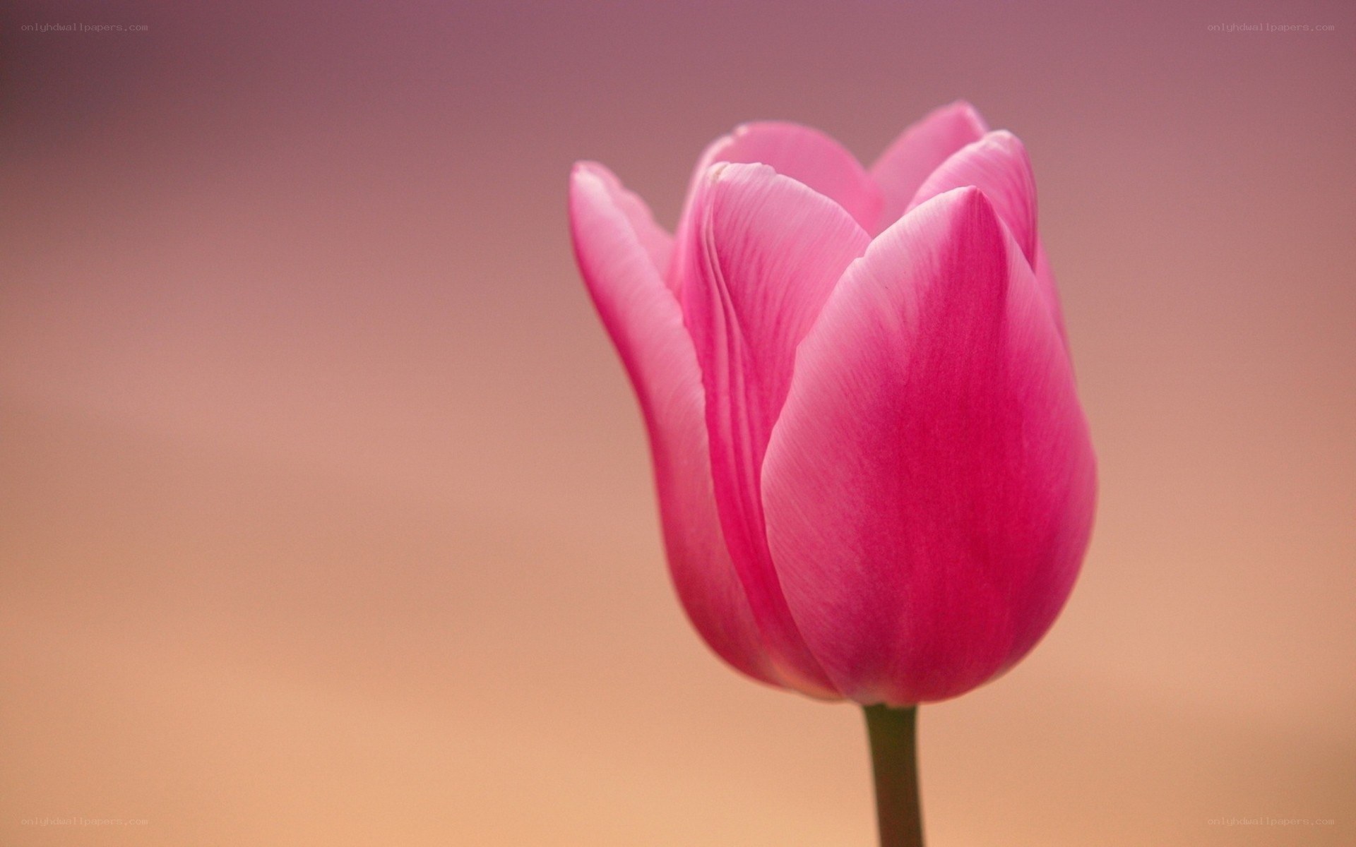 Pink tulip in soft light