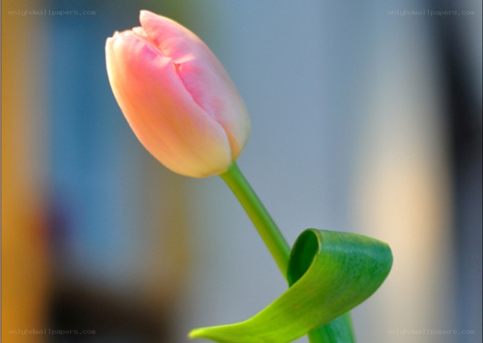Pink tulip in soft light