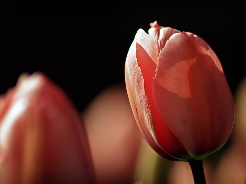 Pink tulip in sunlight