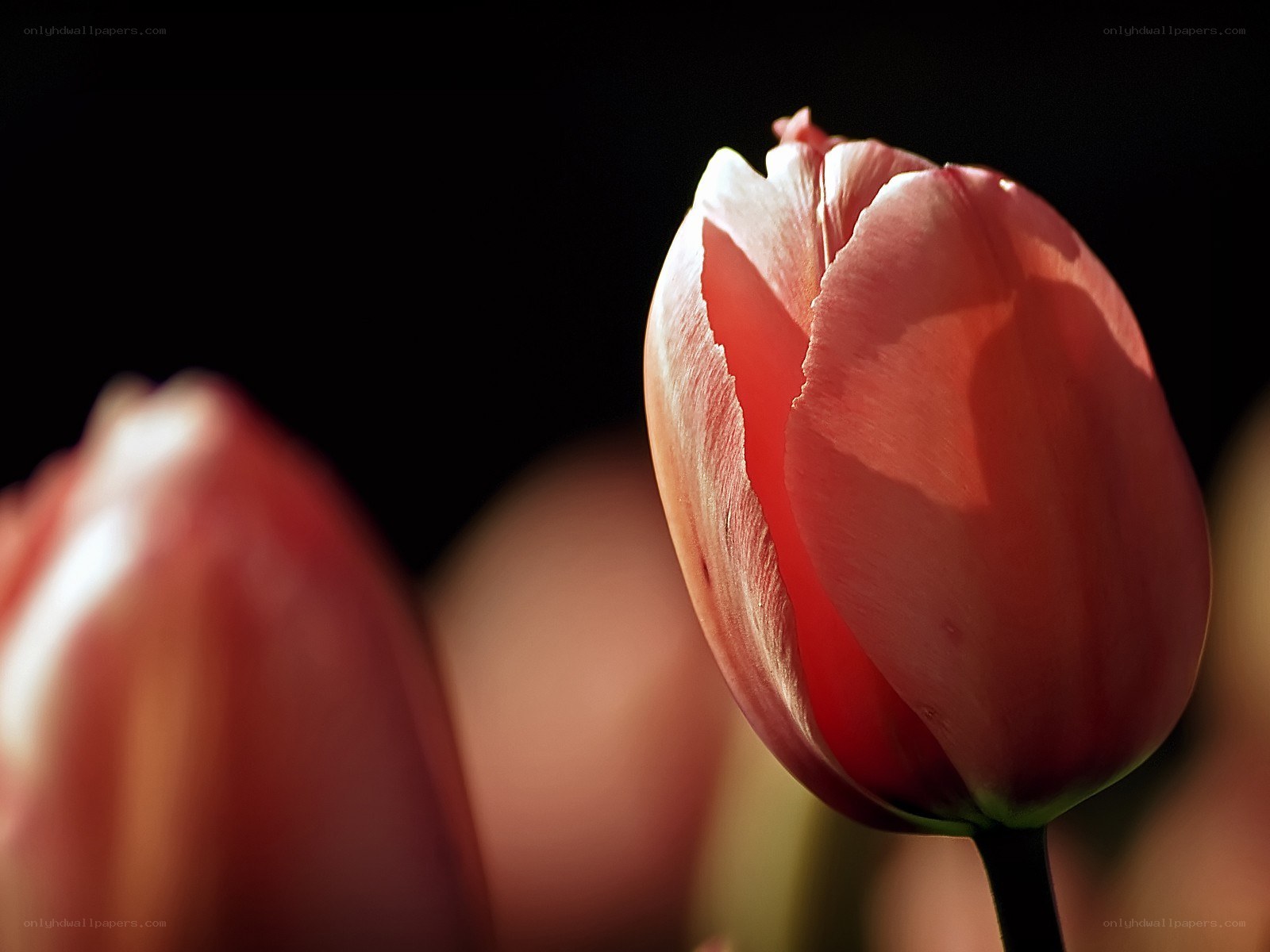 Pink tulip in sunlight