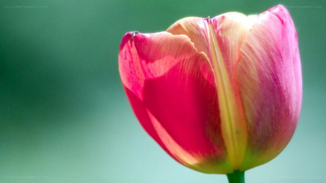 pink tulip in sunlight