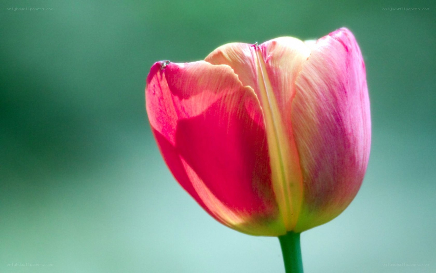 Pink tulip in sunlight