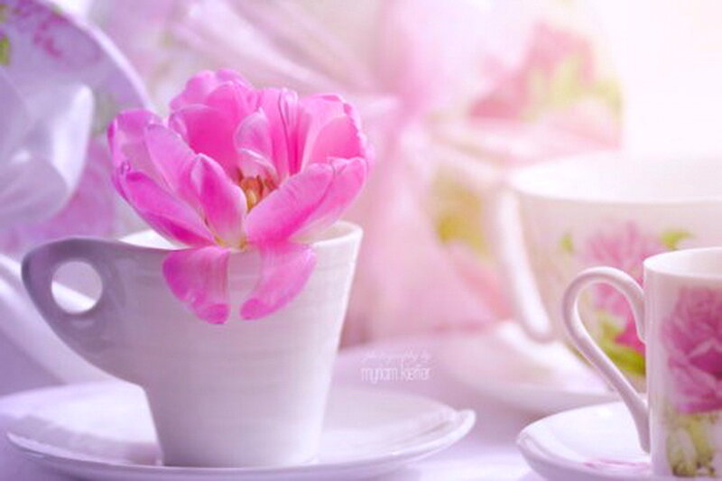Pink Tulip in Teacup