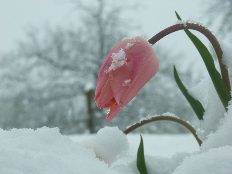 Pink tulip in the snow