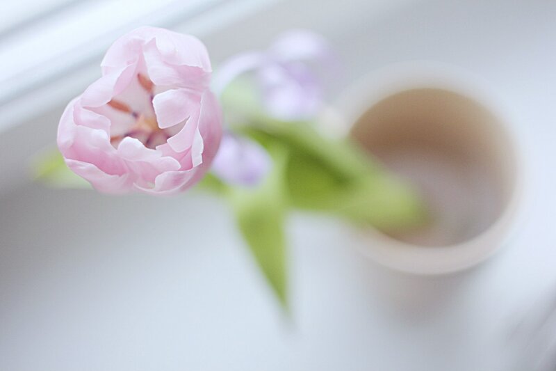 Pink Tulip in Vase — Serene