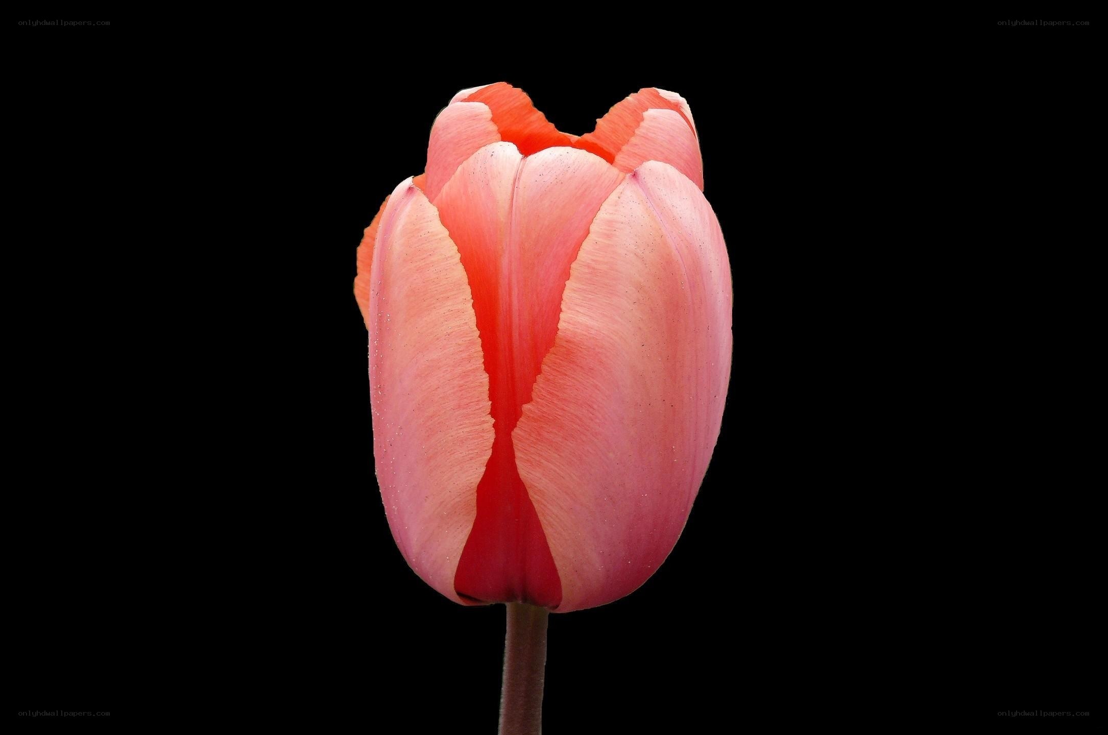 Pink tulip on black background