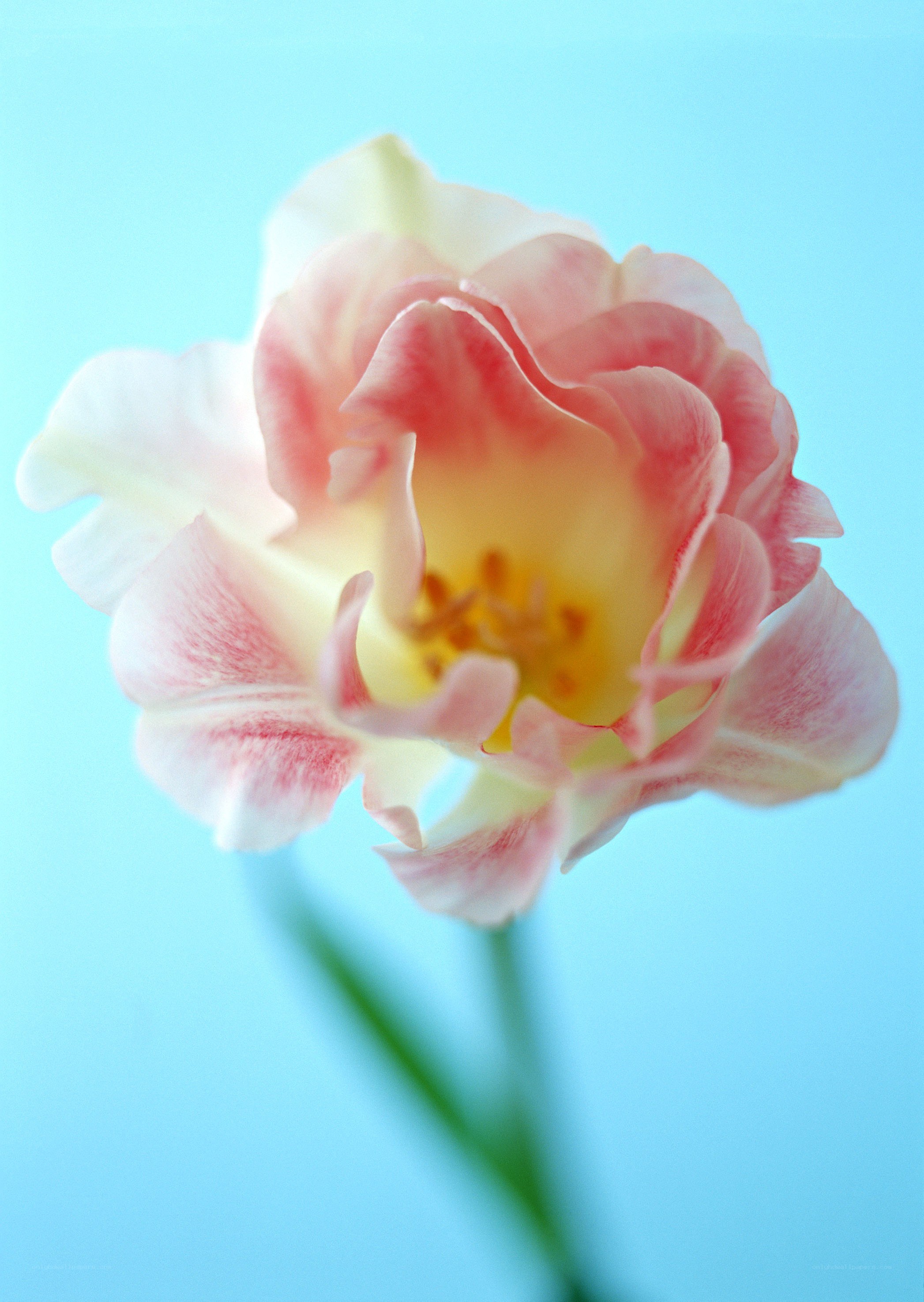 pink tulip on blue background