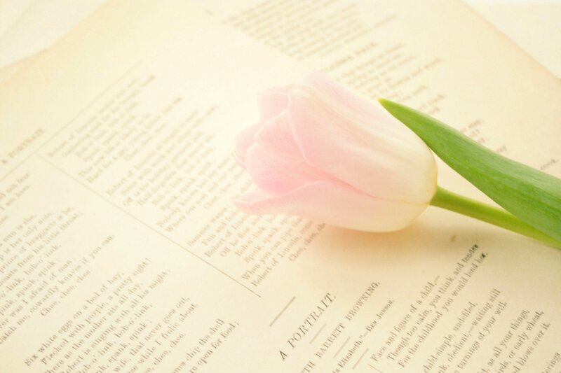 Pink Tulip on Book — Serene
