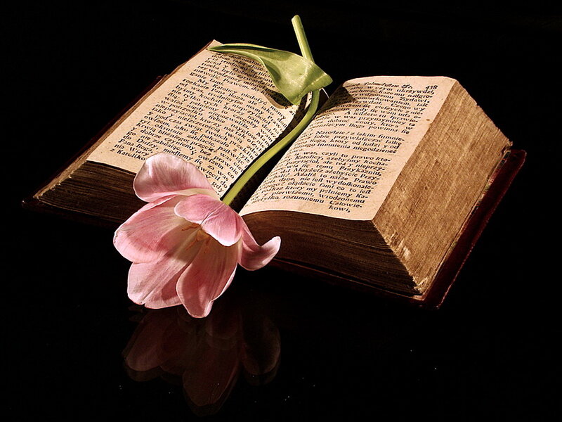 Pink Tulip on Book