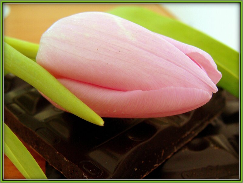 Pink tulip on chocolate