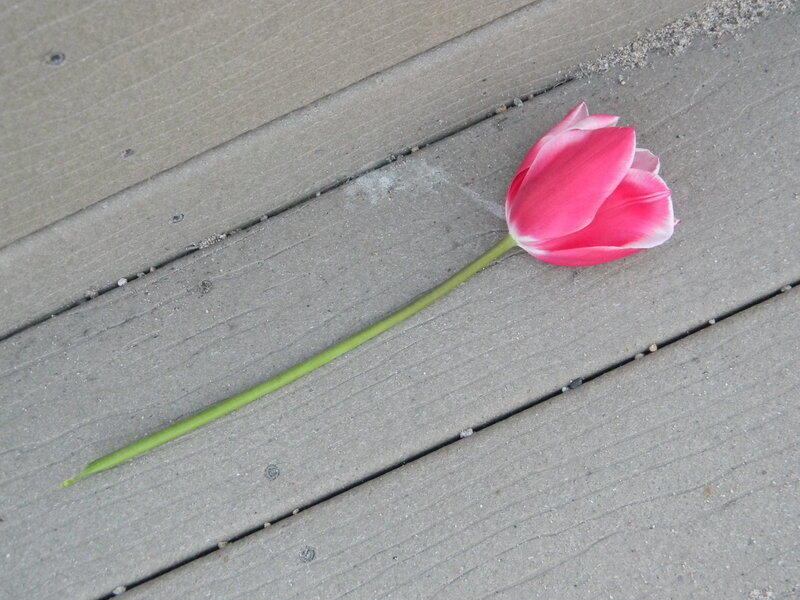 Pink Tulip on Deck