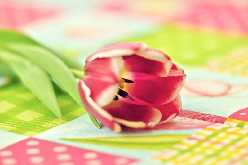 Pink Tulip on Fabric