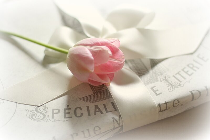 Pink Tulip on Gift