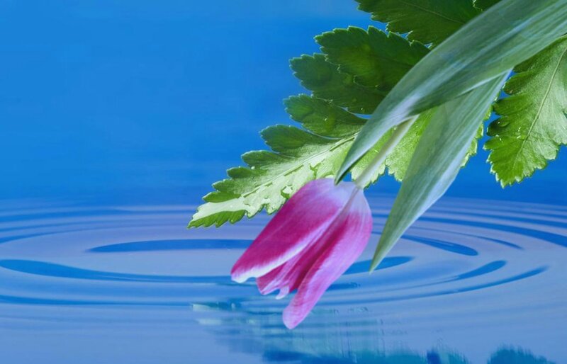 Pink Tulip on Water