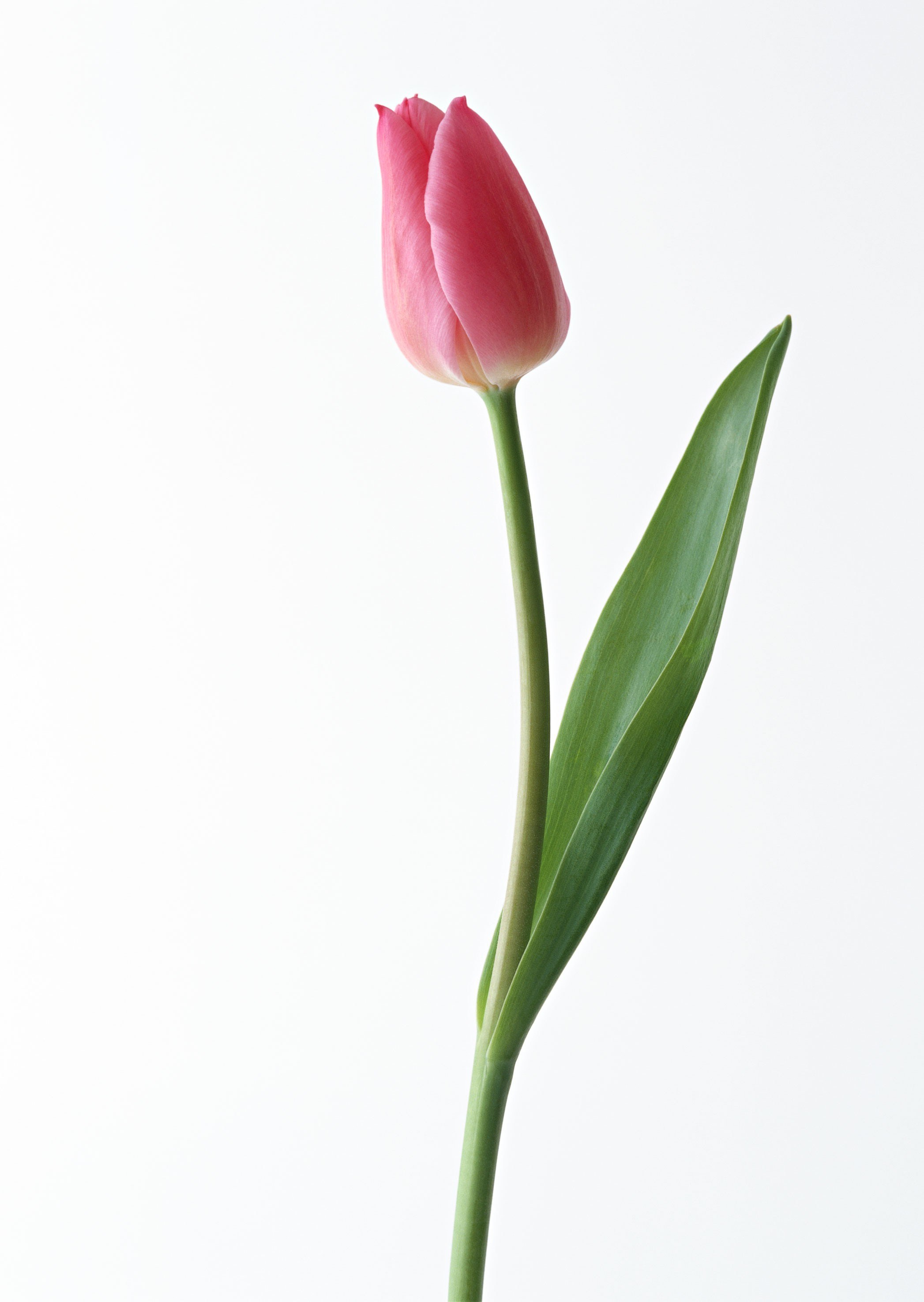 Pink tulip on white background