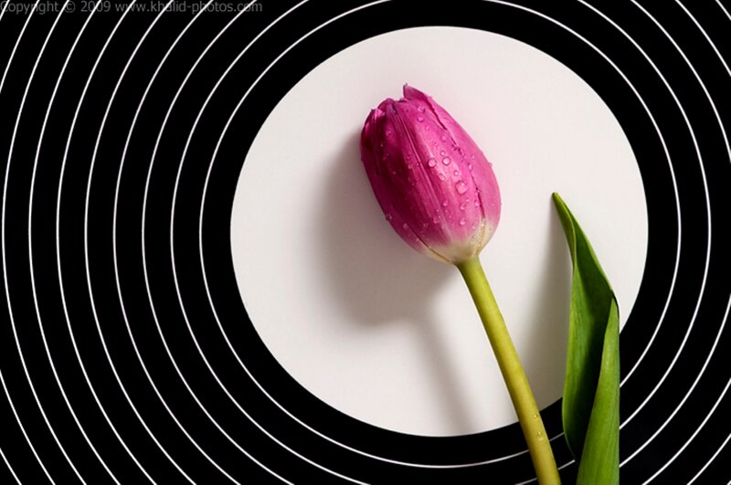 Pink Tulip on White