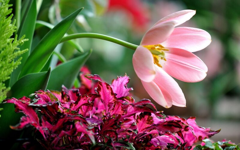 Pink tulip with colorful foliage
