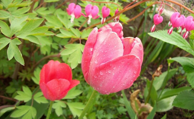 Pink Tulip with Dew — Serene