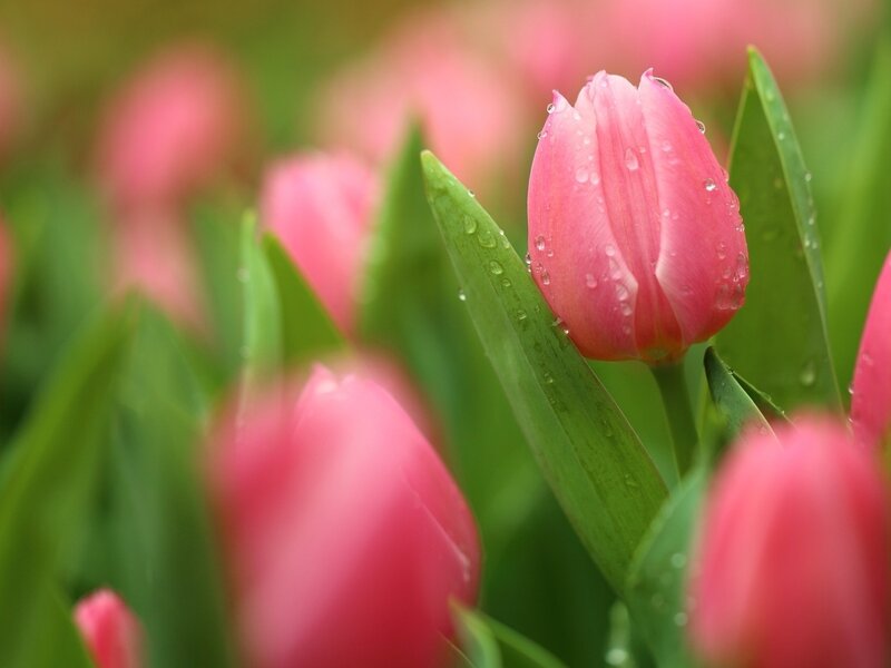 Pink Tulip with Dew