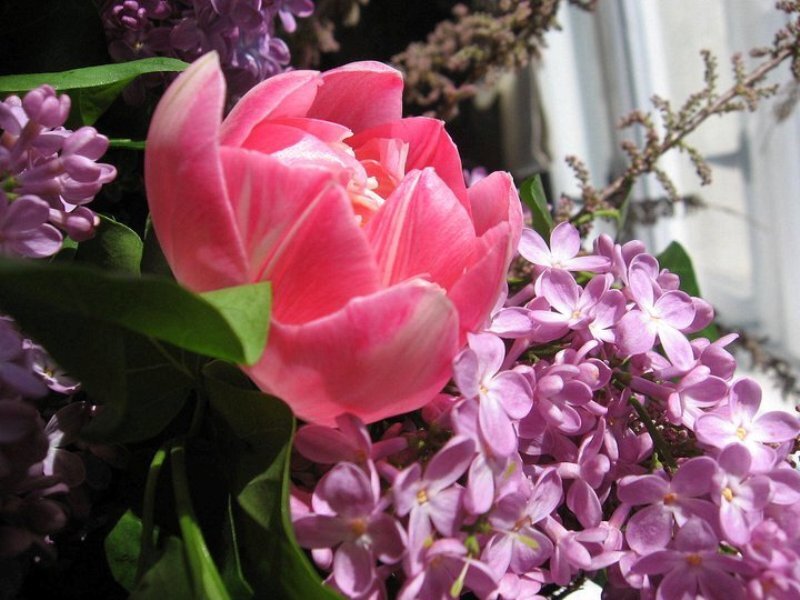 Pink Tulip with Lilac