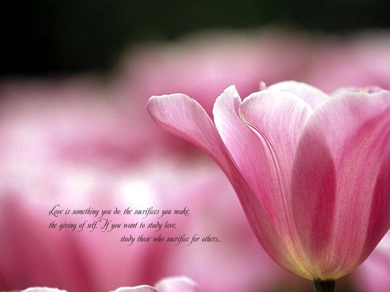 Pink tulip with quote