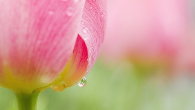 pink tulip with water droplet