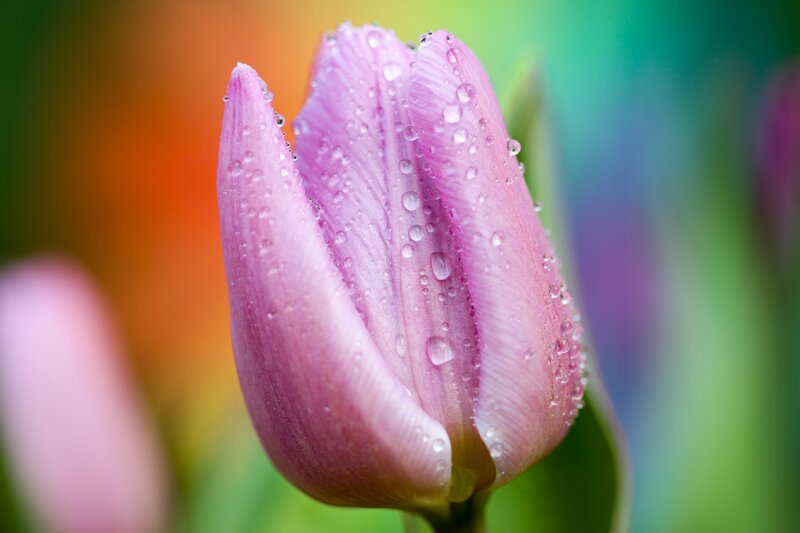 Pink tulip with water droplets